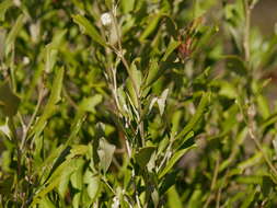 Image of Grevillea ilicifolia subsp. ilicifolia