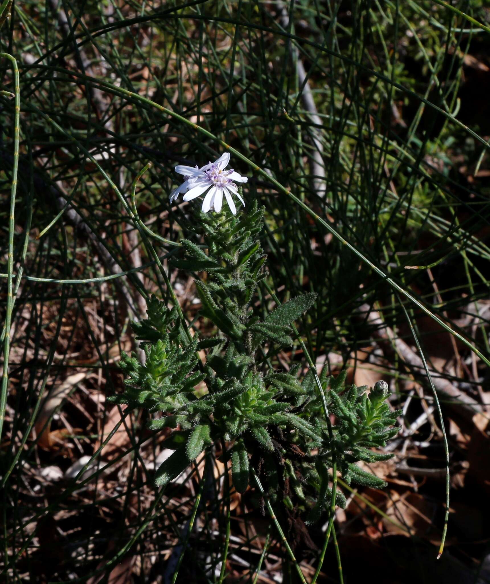 Sivun Olearia paucidentata (Steetz) F. Müll. ex Benth. kuva