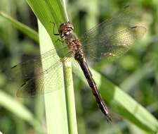 Image of Yellow-spotted Emerald