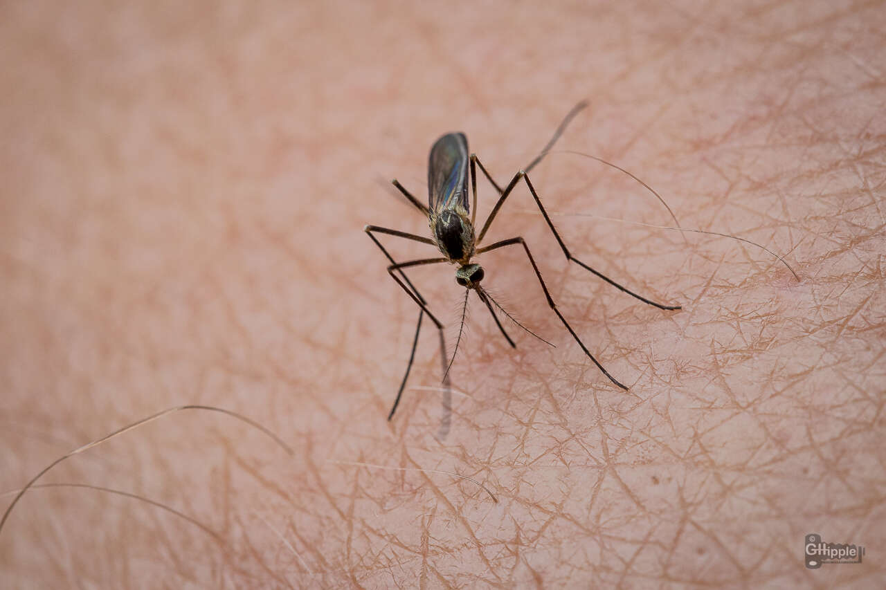 Image of Aedes triseriatus (Say 1823)