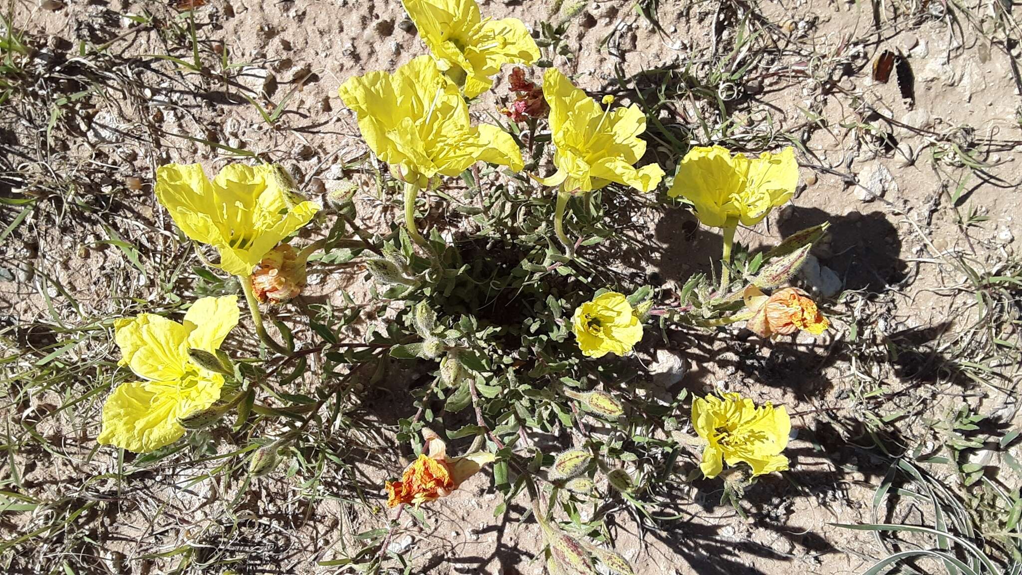 Imagem de Oenothera hartwegii Benth.