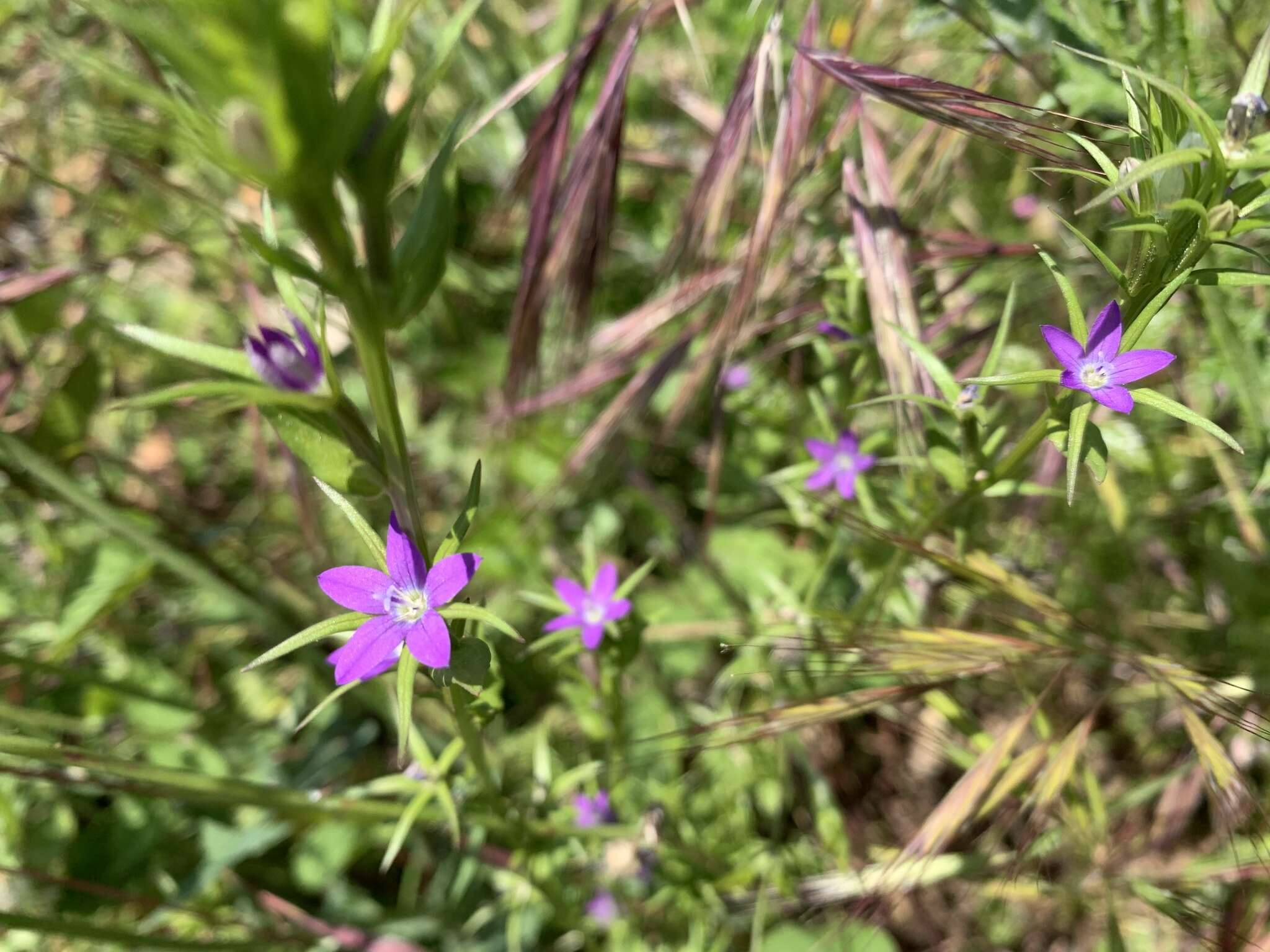 Image of Legousia falcata (Ten.) Fritsch ex Janch.