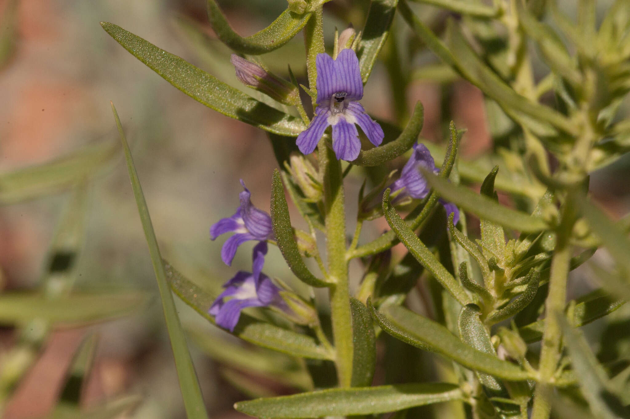 Слика од Stemodia florulenta W. R. Barker