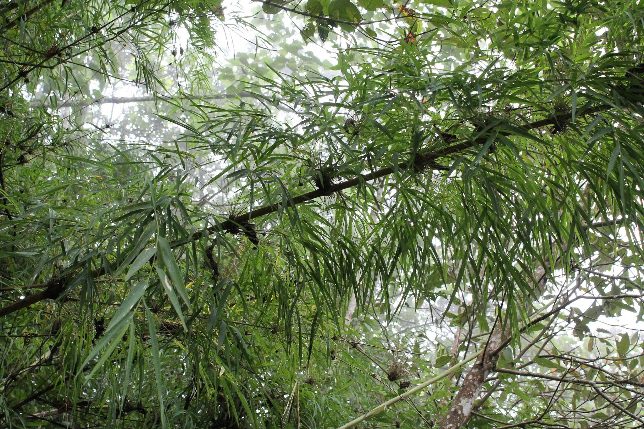 Imagem de Chusquea circinata Soderstr. & C. E. Calderón