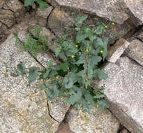 Image of Mojave ragwort