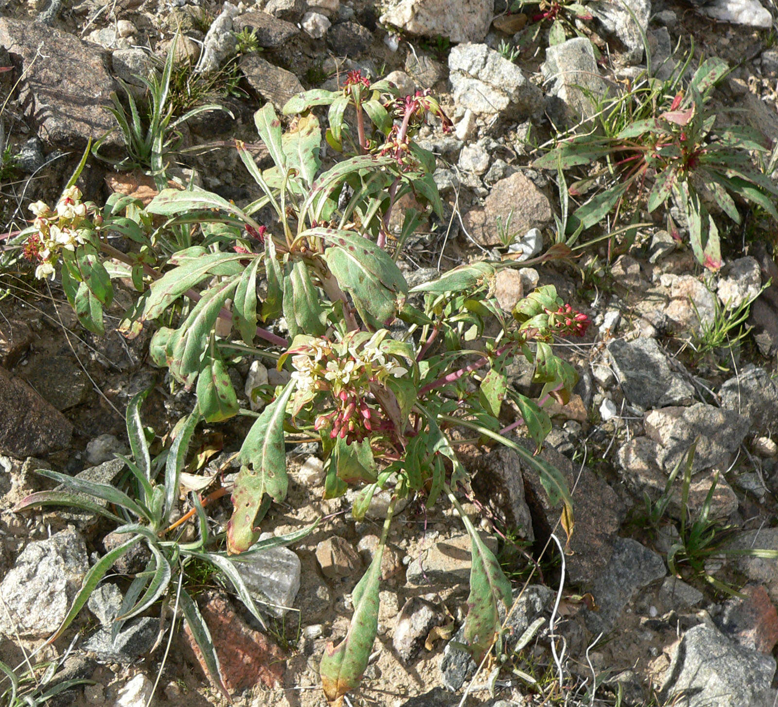 Eremothera boothii (Douglas) W. L. Wagner & Hoch的圖片