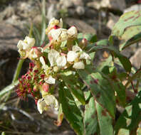 Eremothera boothii (Douglas) W. L. Wagner & Hoch的圖片