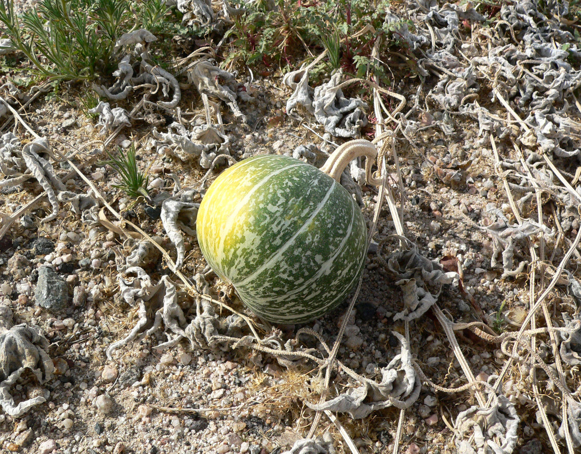 Image of coyote gourd