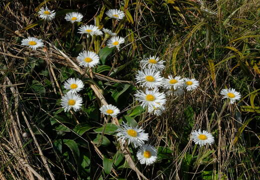 Image of Celmisia verbascifolia Hook. fil.