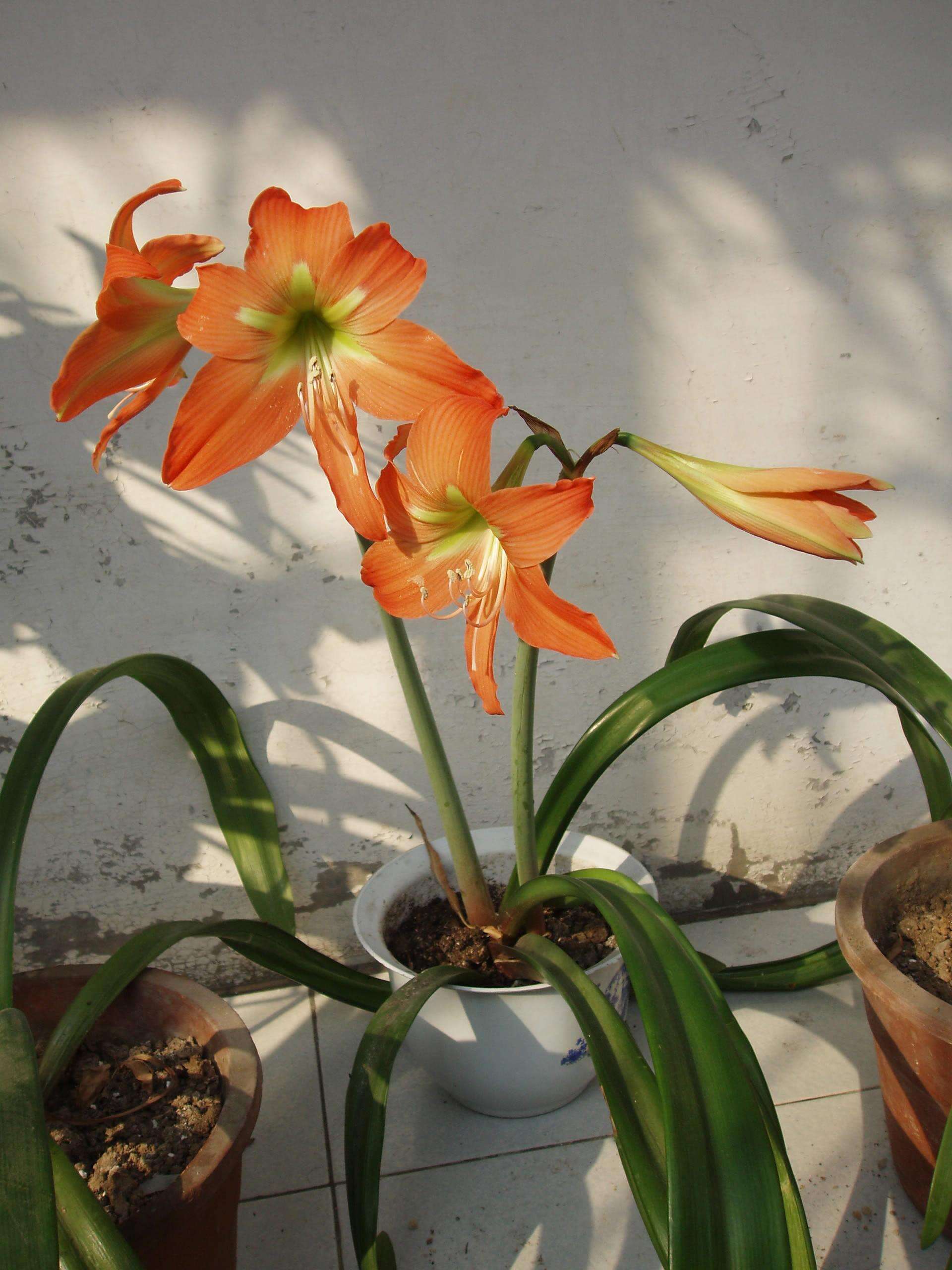 Image of striped Barbados lily