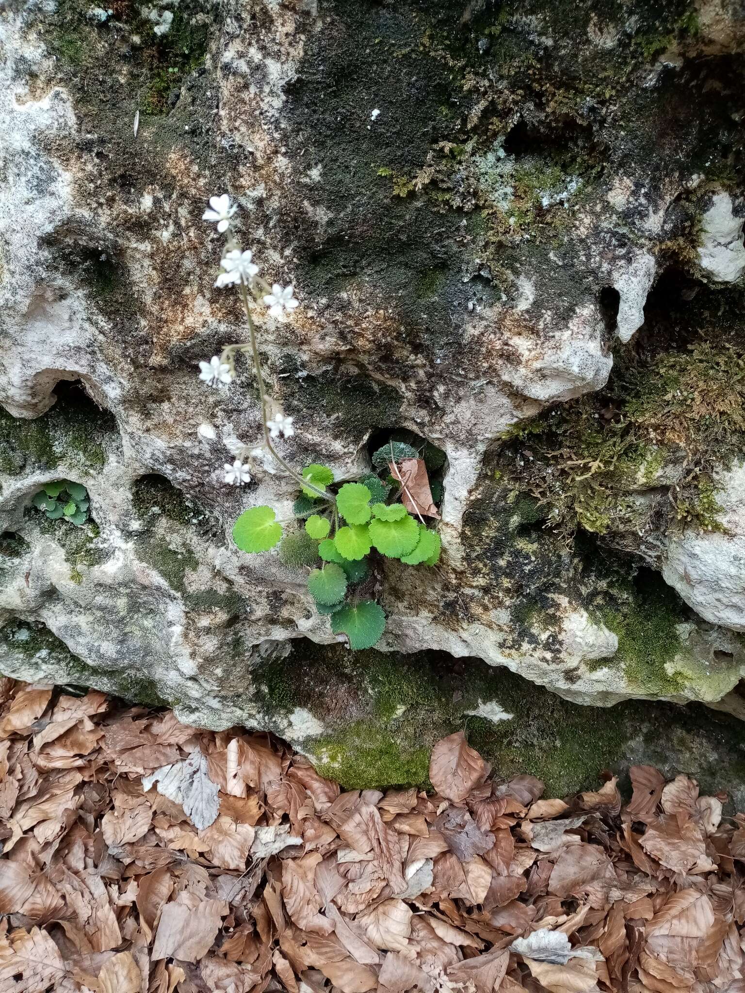 Plancia ëd Saxifraga hirsuta subsp. hirsuta