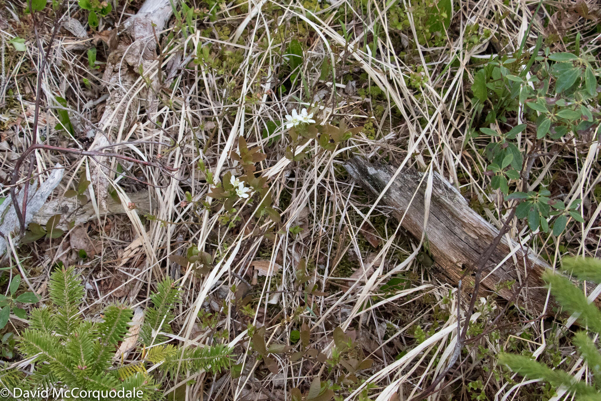 Image of oblongfruit serviceberry