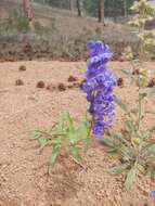 Image of Brandegee's penstemon