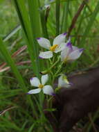 Image of Exacum tetragonum Roxb.