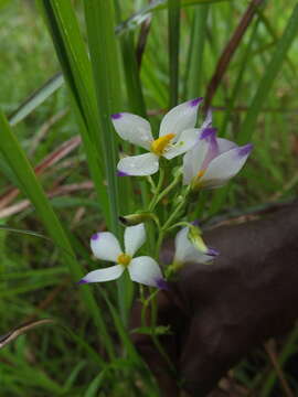 Image of Exacum tetragonum Roxb.