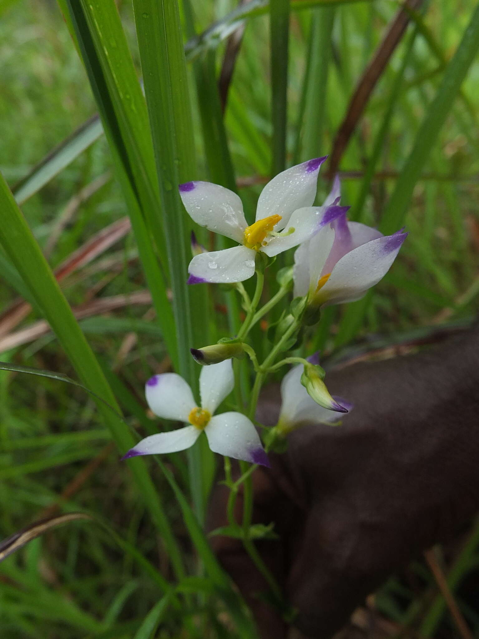 Image of Exacum tetragonum Roxb.