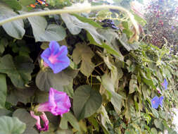 Image of Blue morning glory