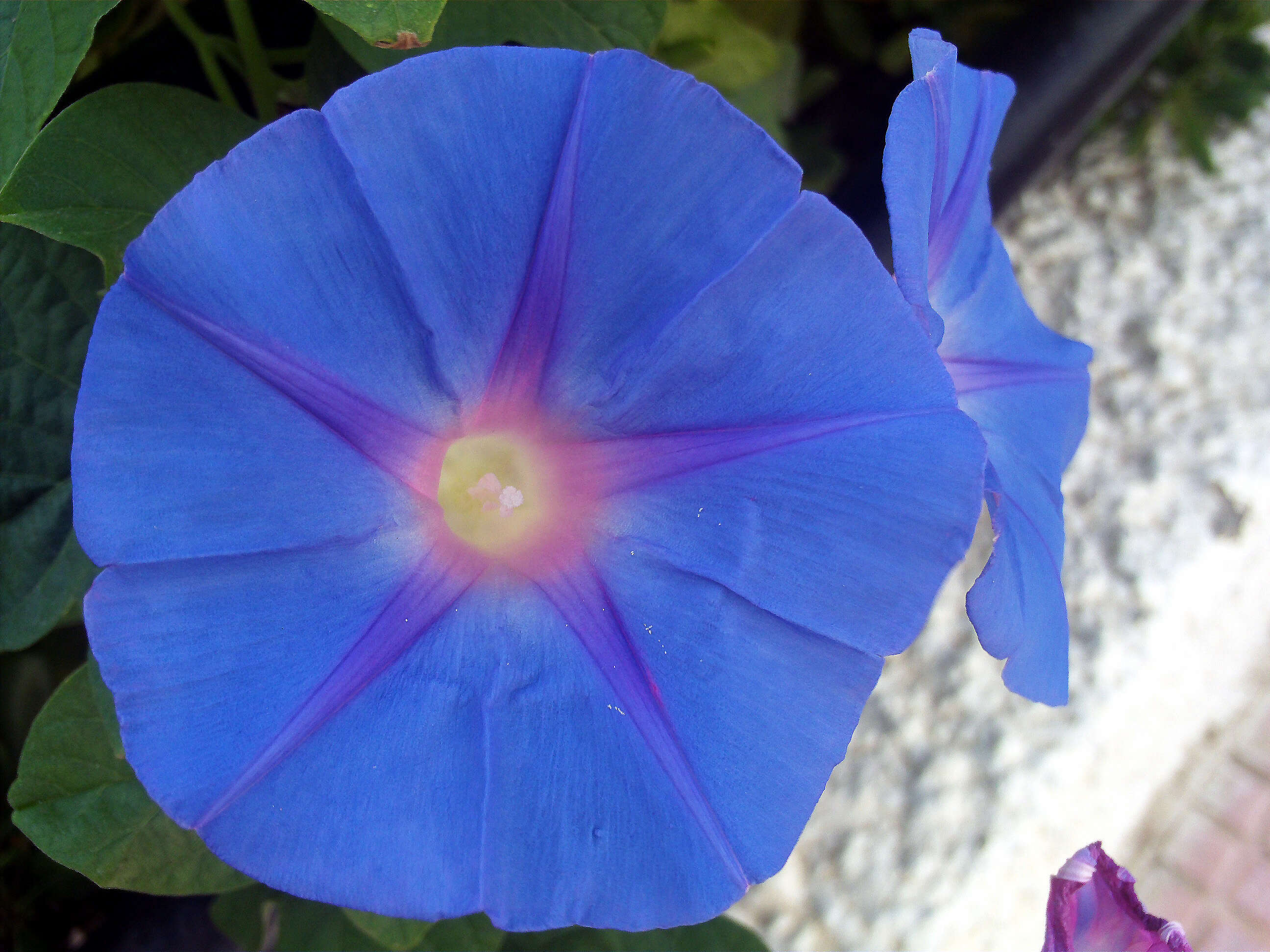 Image of Blue morning glory