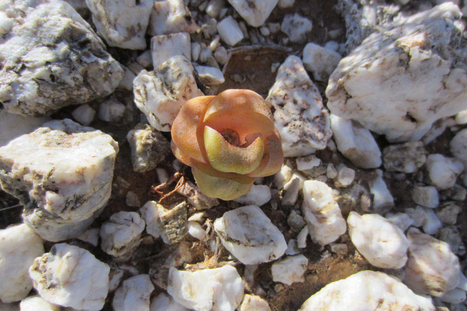 Image of Crassula columnaris subsp. columnaris