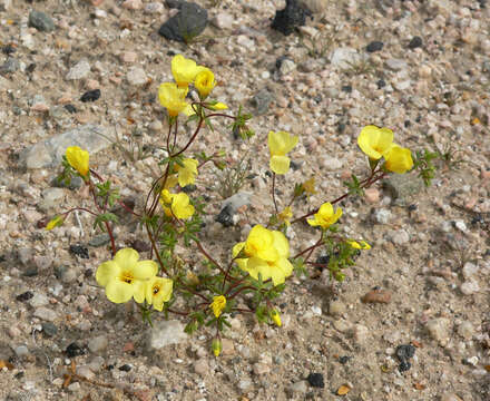 Image of golden linanthus