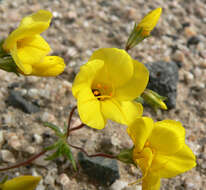 Image of golden linanthus