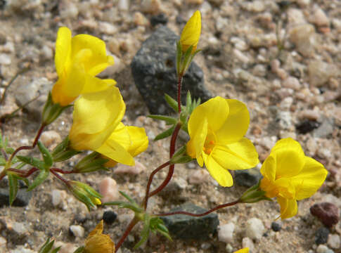 Image of golden linanthus