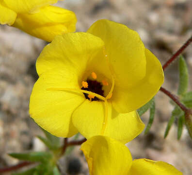 Image of golden linanthus