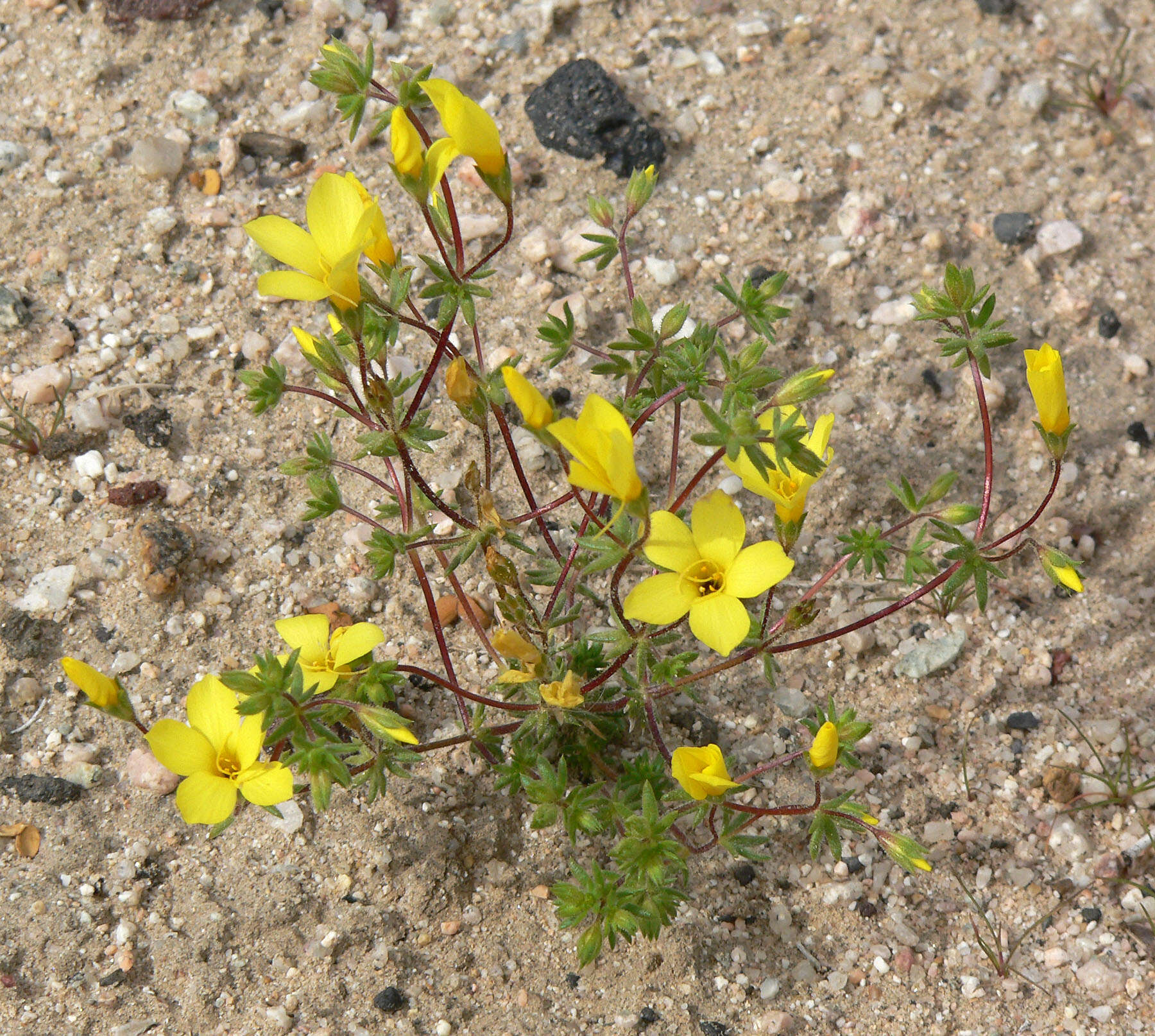 Image of golden linanthus