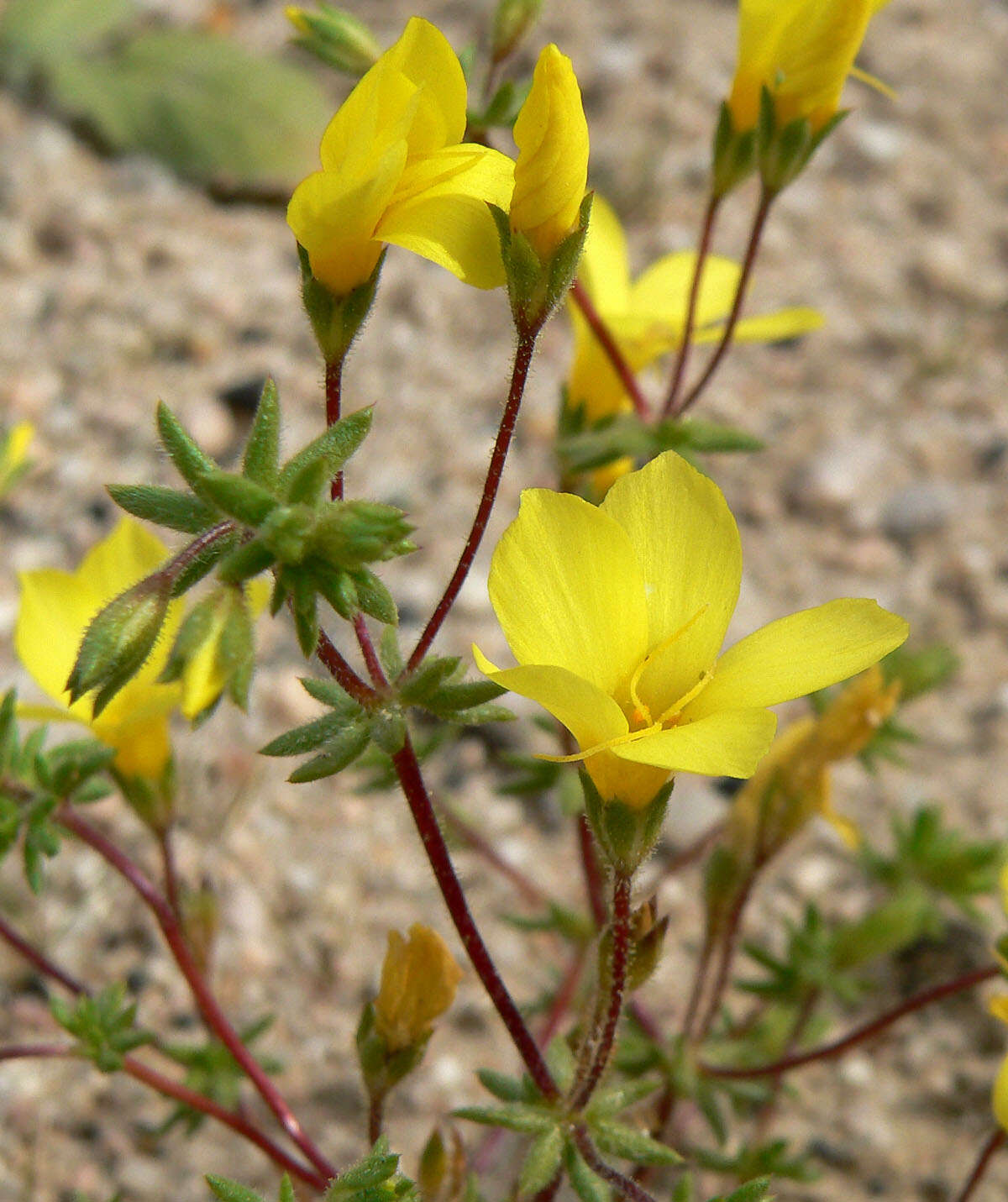 Image of golden linanthus