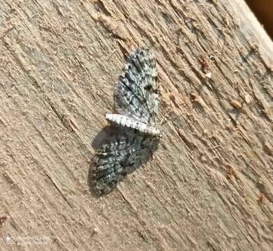 Слика од Eupithecia tantillaria Boisduval 1840