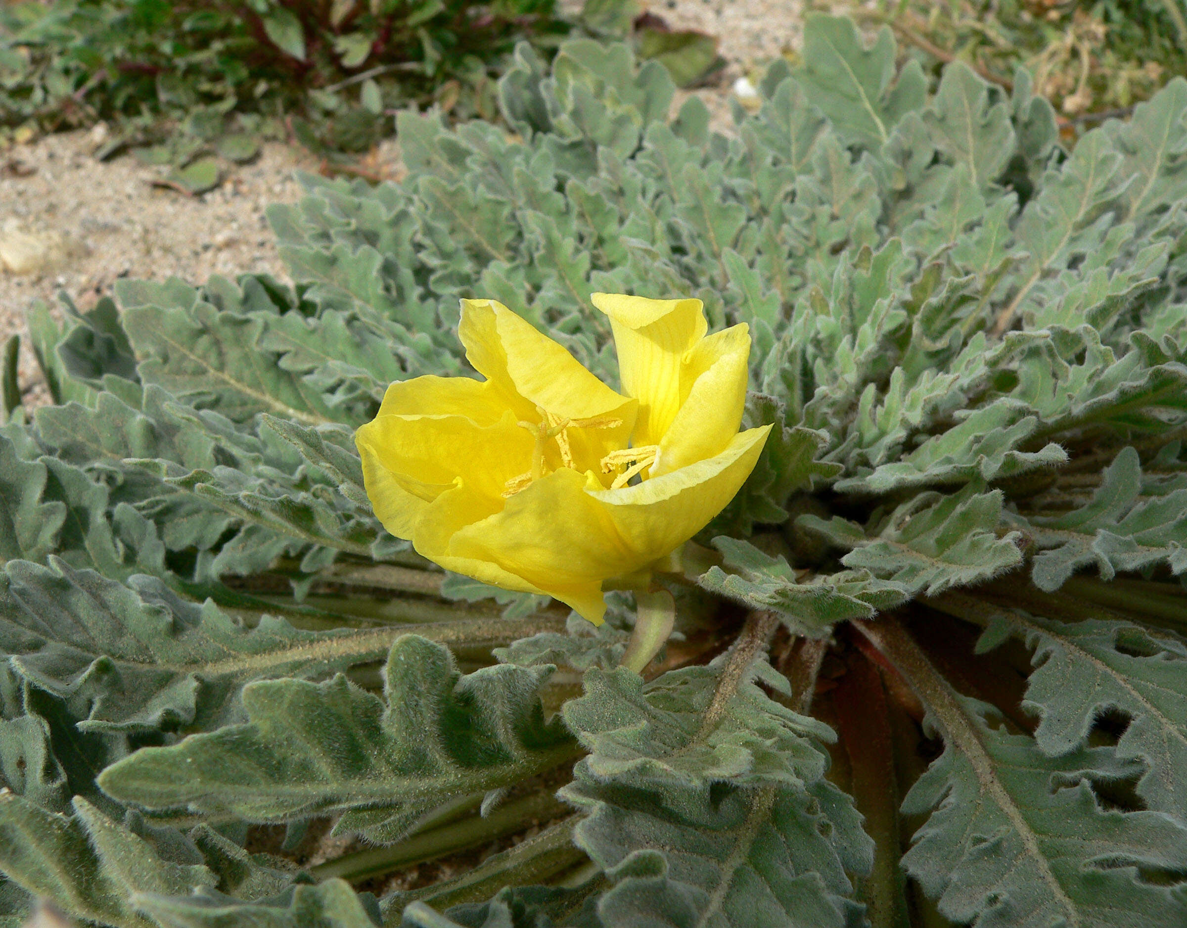 Imagem de Oenothera primiveris A. Gray