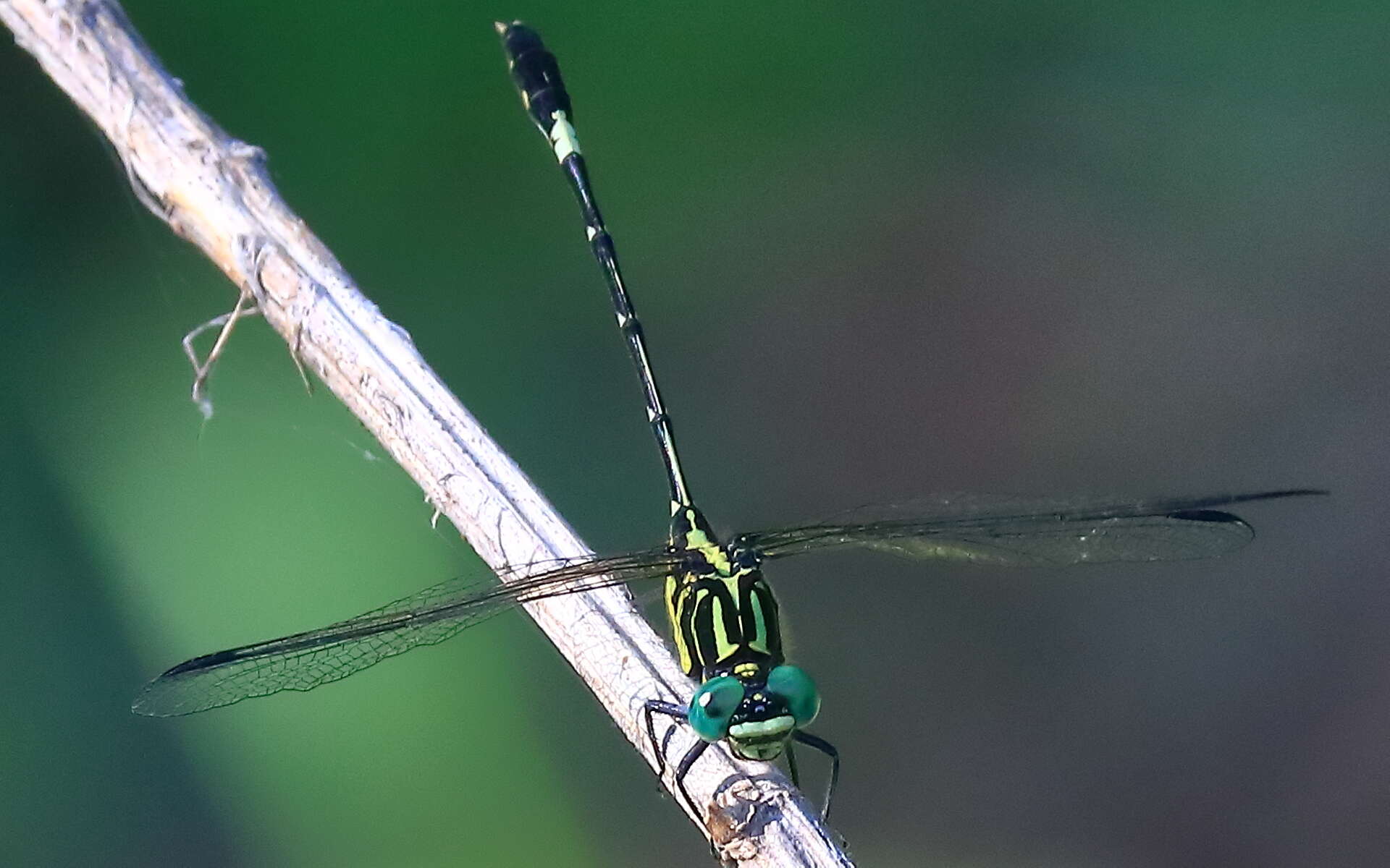 Imagem de Austrogomphus amphiclitus (Selys 1873)