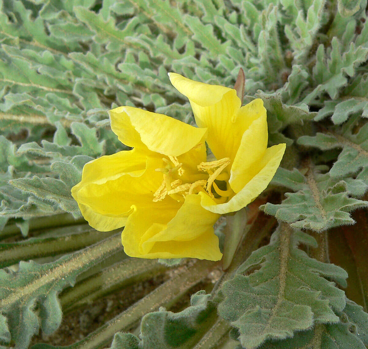 Imagem de Oenothera primiveris A. Gray