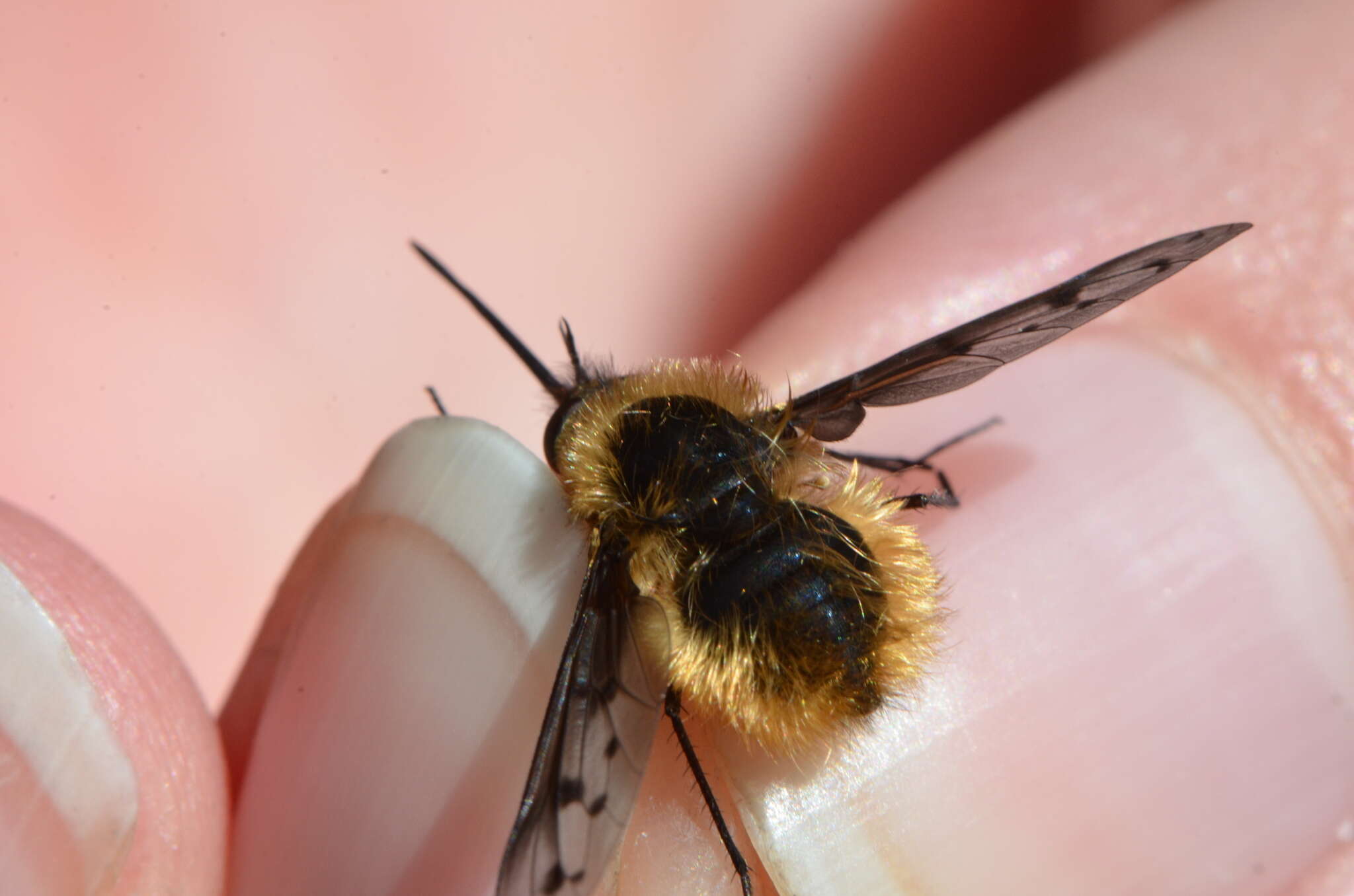 Image de Bombylius discolor Mikan 1796