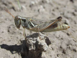 Image of Melanoplus confusus Scudder & S. H. 1897