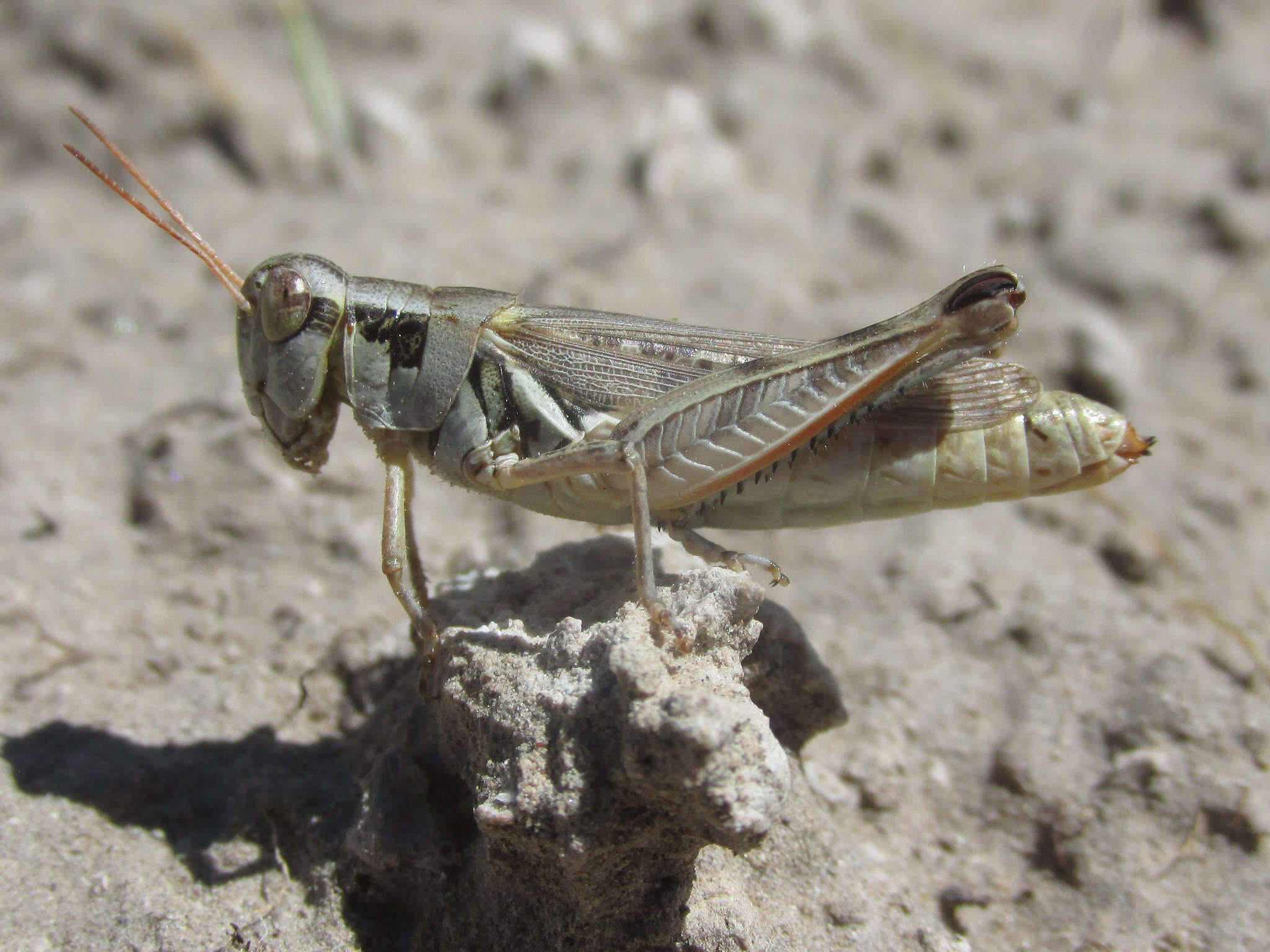 Image of Melanoplus confusus Scudder & S. H. 1897