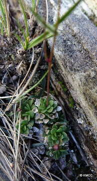 Image of Senecio mesembryanthemoides Boj. ex DC.