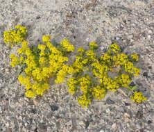 Sivun Lepidium flavum Torr. kuva