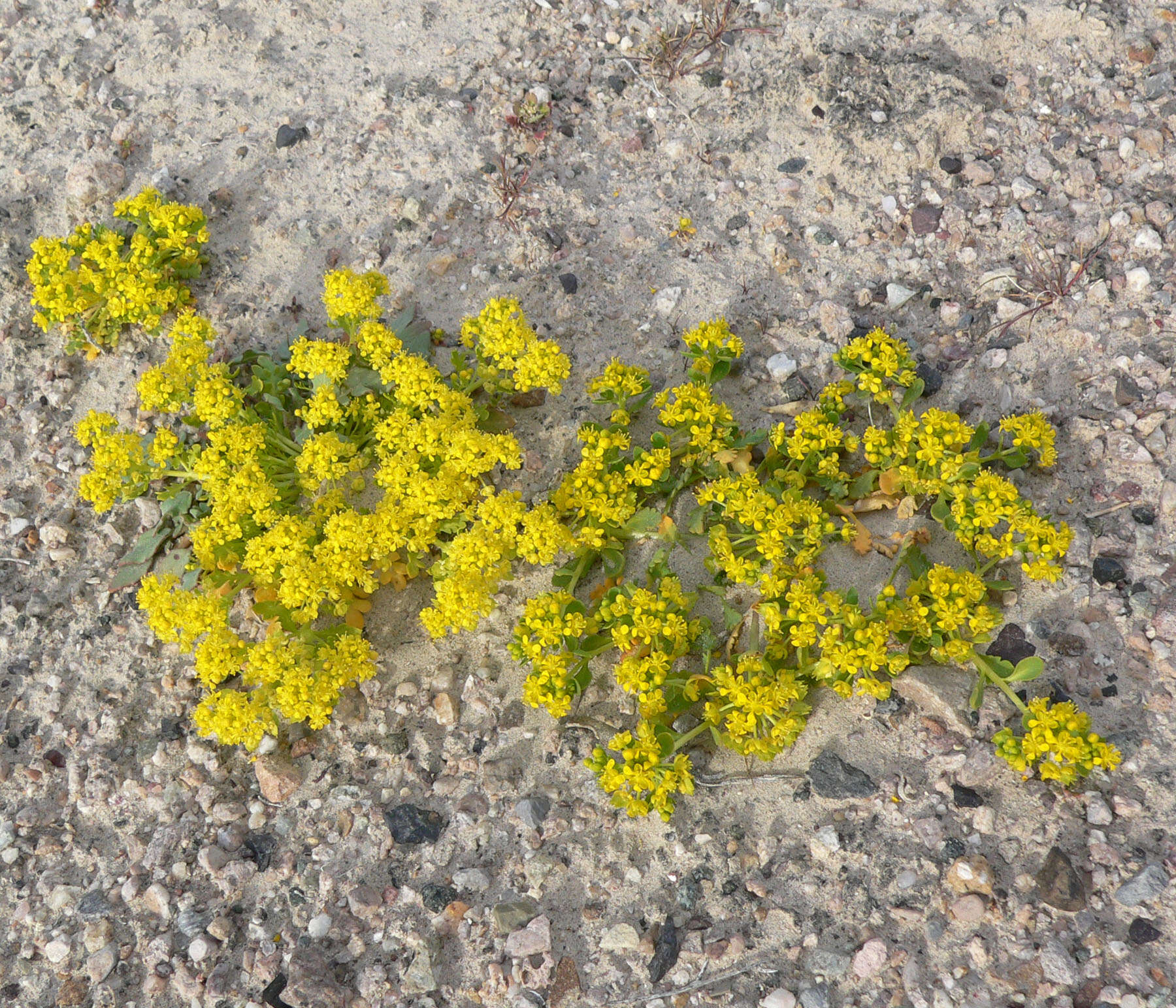 Sivun Lepidium flavum Torr. kuva