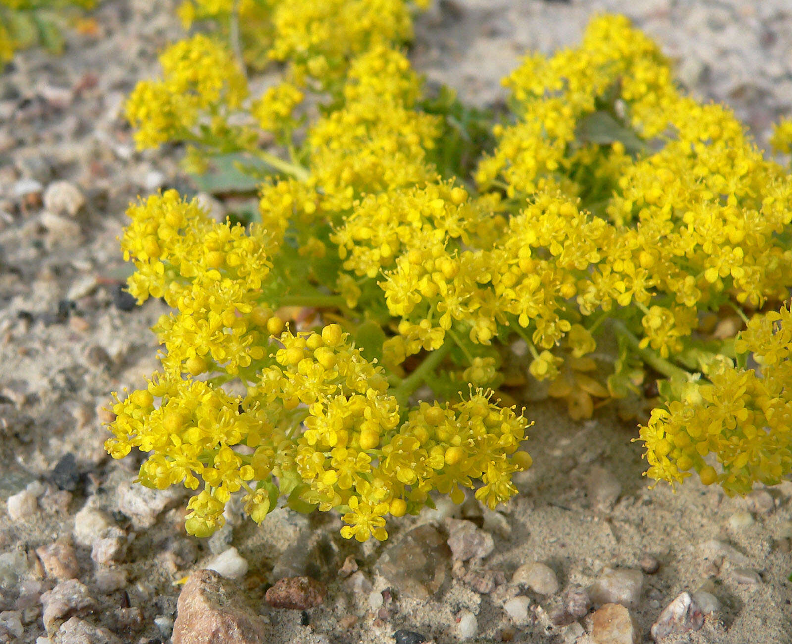 Sivun Lepidium flavum Torr. kuva