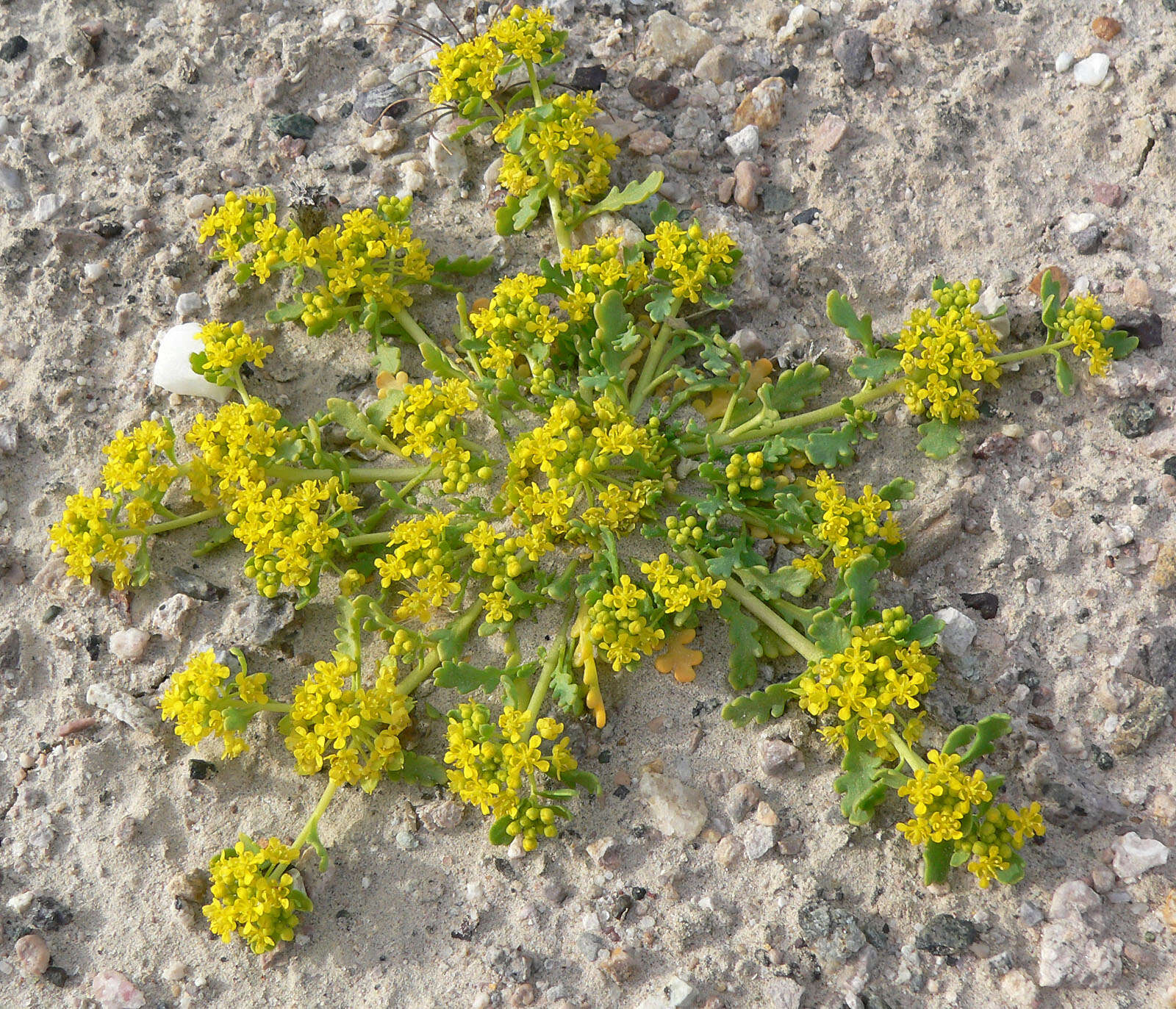 Sivun Lepidium flavum Torr. kuva