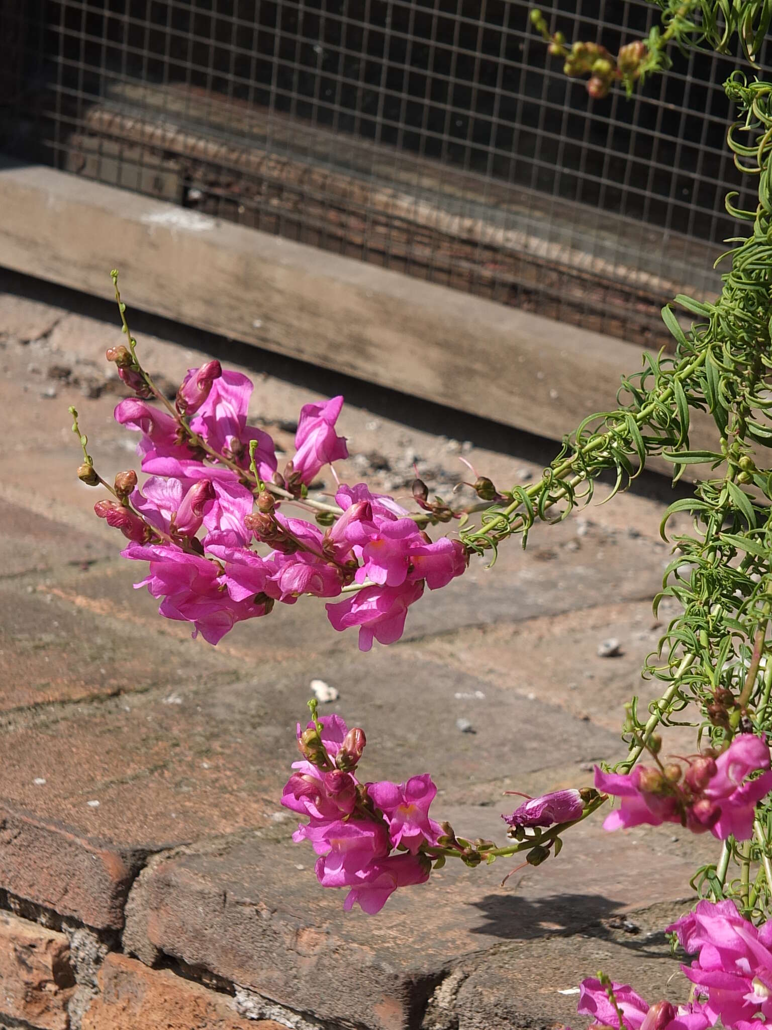 Image of Antirrhinum tortuosum Bosc ex Vent.