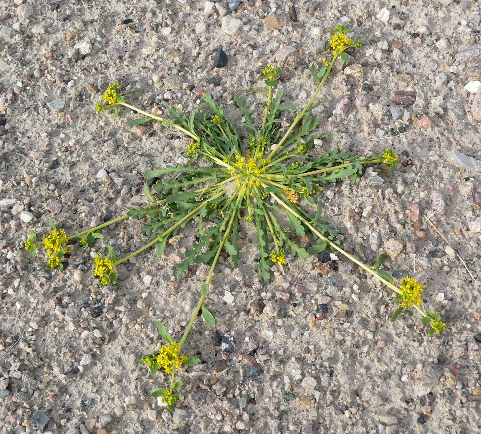 Sivun Lepidium flavum Torr. kuva