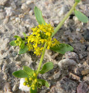 Sivun Lepidium flavum Torr. kuva