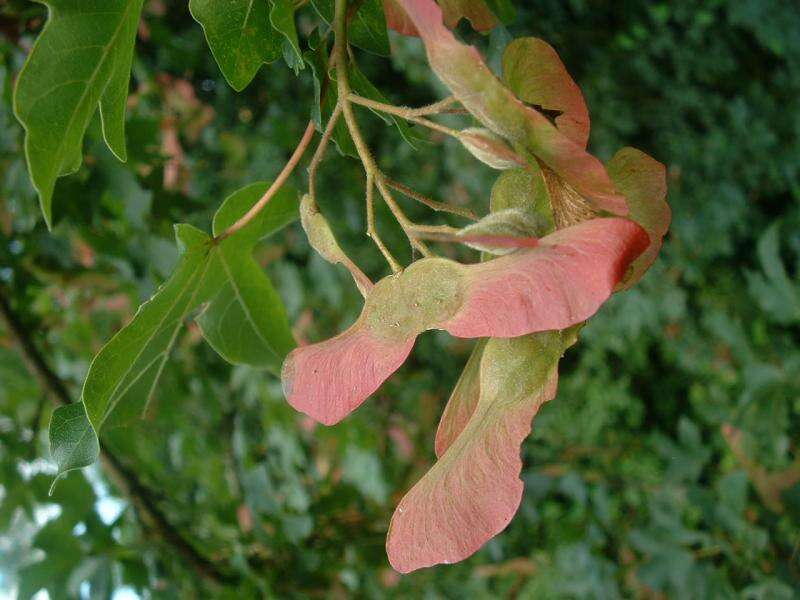 Image of Field Maple