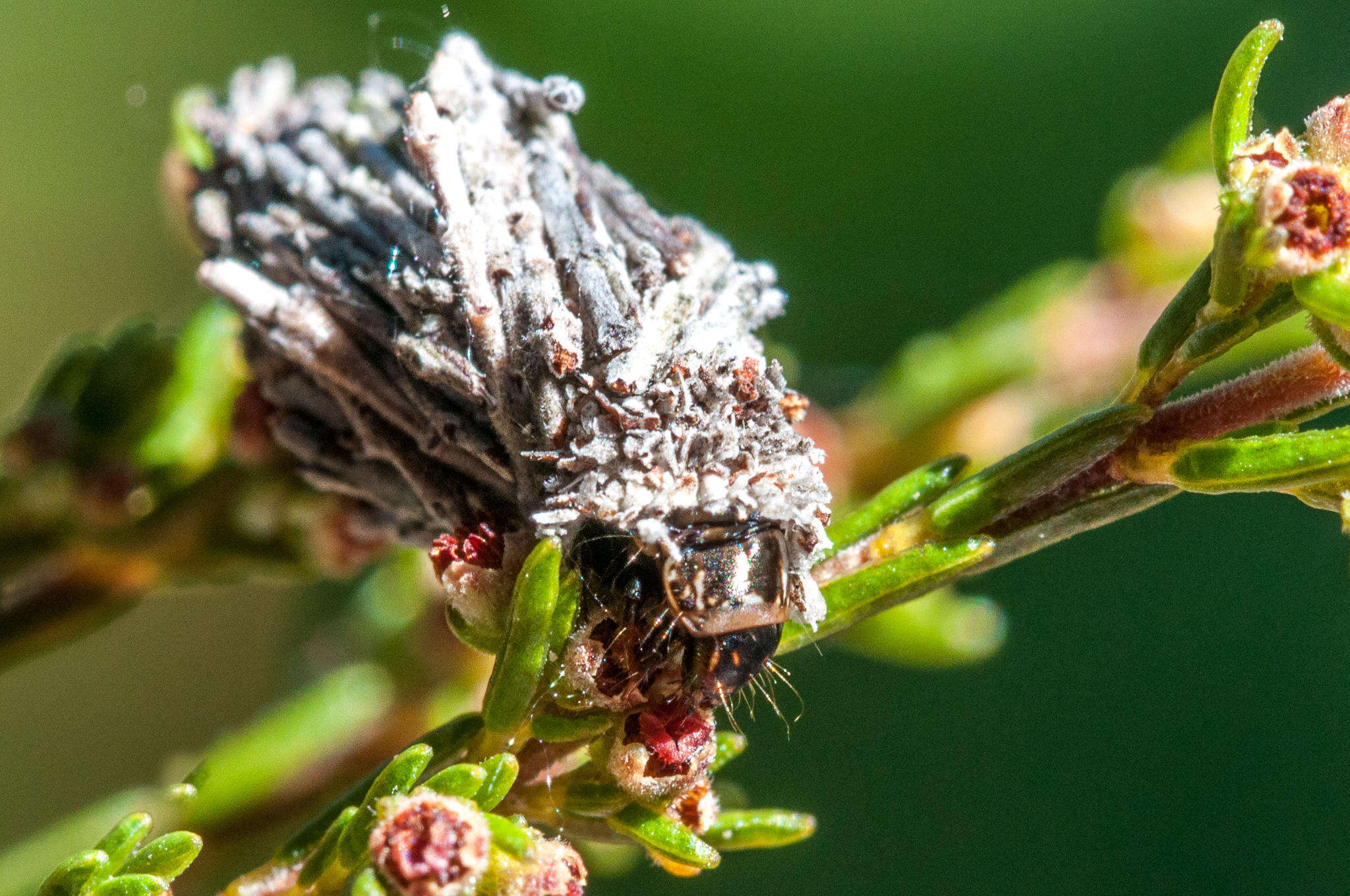 Image of Erica serrata Thunb.