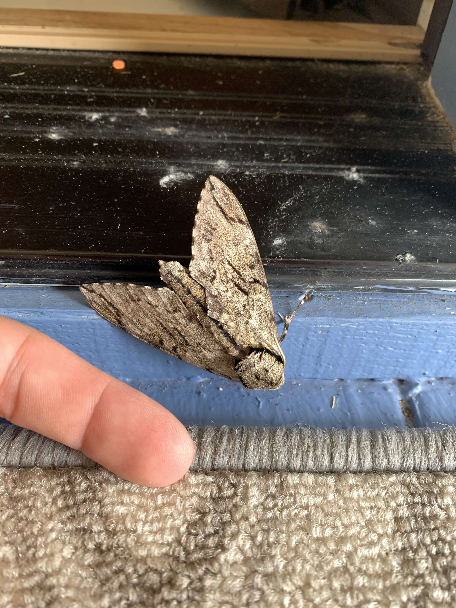 Image of Gray hawk moth