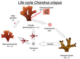 Image of Chondrus Stackhouse 1797