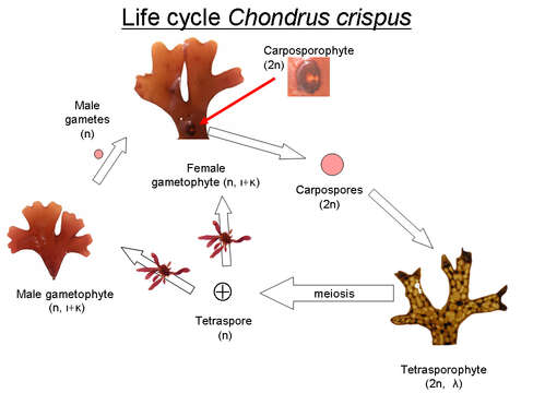 Image of Chondrus Stackhouse 1797