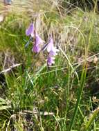 صورة Dierama mossii (N. E. Br.) Hilliard